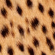 Animal Print Cheetah