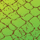 Scale Anole