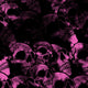 Skull Pink